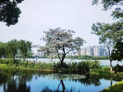 -金银湖国家城市湿地公园