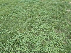 -四川大学(华西校区)