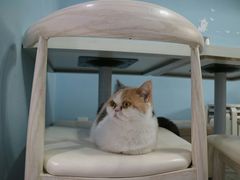 -喵的天空名猫咖啡馆·撸猫·猫舍·用品