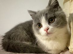 -欣宠猫屋·矮脚拿破仑·蓝金金渐层