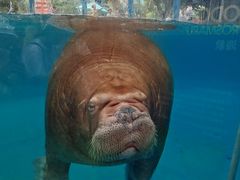 -海合安成都极地海洋公园