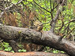 -五营红松林海景区
