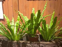 -慢丽江·云南野生菌土鸡锅(付家庄店)