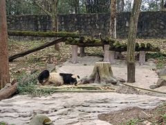 -都江堰中华大熊猫苑