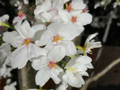 -武汉大学-樱园