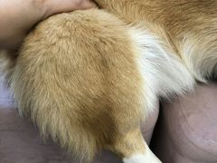 -浣熊柯尔鸭土拨鼠·电玩咖