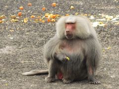 -宁波野生动物园