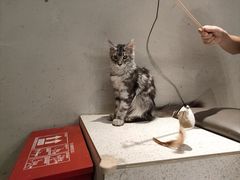 -飞行喵MR PILOT|猫舍·猫咖(静安大融城店)