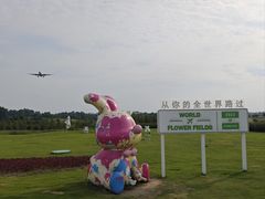 -空港花田景区
