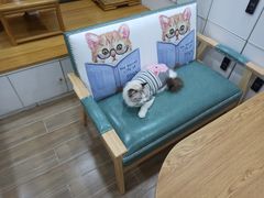 -李小姐の猫咖啡馆(五角场店)