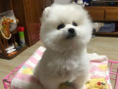 -宠颐生中康贝怡动物医院