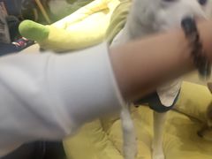 -逗柴咖啡屋·狗咖猫咖宠物桌游