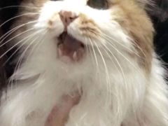 -彩虹桥宠物火化殡葬善终服务(金乐大厦店)