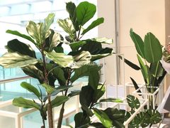 -叶子与茶(苏宁广场店)