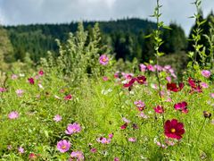 -武陵山森林公园