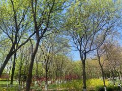 -大兴滨河森林公园