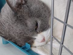 -纳吉亚猫专科动物诊疗中心(蒋宅口分院)