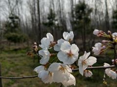 -合肥滨湖国家森林公园