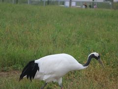 -盐城丹顶鹤湿地生态旅游区