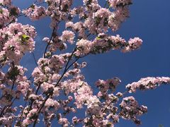 -海棠花溪(元大都城垣遗址公园)