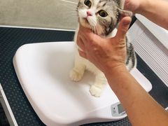 -叮叮猫咪生活馆
