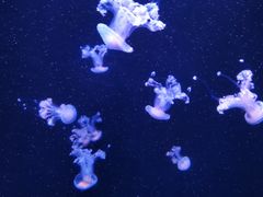 -成都浩海立方海洋公园