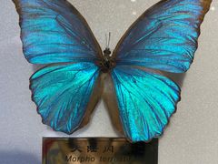 -上海昆虫博物馆