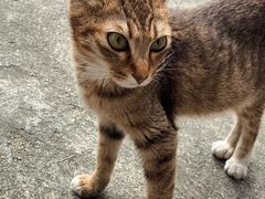 -Again Coffee Roaster(香蜜湖店)