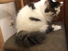 -喵园·猫主题咖啡厅·撸猫·猫咖(国贸店)