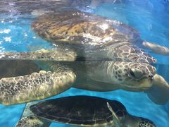 -北戴河圣蓝海洋公园