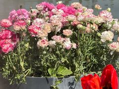 -荷兰花海