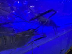 -芭提雅Amporn Seafood自助餐厅