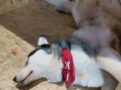 富婆-Husky Go! 哈士奇体验馆·宠物咖啡厅狗咖