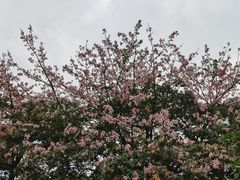 -天河体育中心篮球城