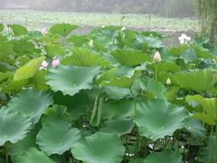 -紫竹院公园冰场