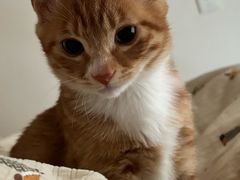 -天使宠物医院·犬猫分诊(彩虹店)