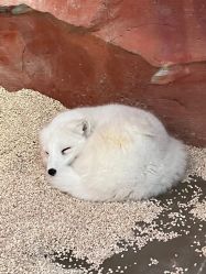 -Zoolung Zoolung动物主题公园(海信广场店)