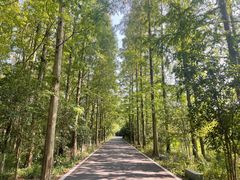 -东平国家森林公园
