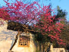 -杭州植物园