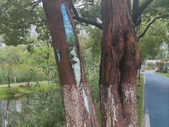 -西北湖绿化广场