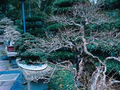 -南山植物园