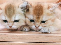 -猫十亿·布偶金渐层·曼基康矮脚猫舍(青年路店)