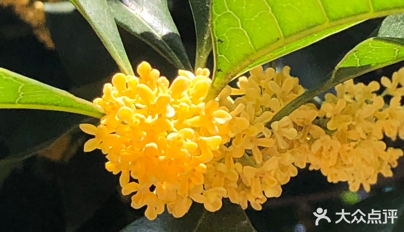 整个城市到处弥漫着或浓或淡的桂花香气