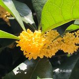 整个城市到处弥漫着或浓或淡的桂花香气
