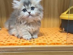 -欣宠猫屋·矮脚拿破仑·蓝金金渐层