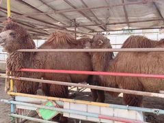 -南宫五洲植物乐园