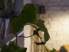 -不舍昼夜咖啡馆