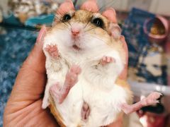 -钓仓鼠(洋桥北里小区店)