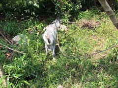 -马陆小张葡萄园农家乐