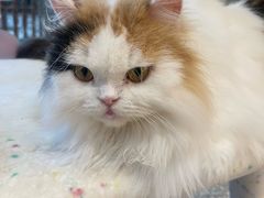 -囡的喵喵酱·萌宠生活馆·宠物洗护美容(胶州路店)